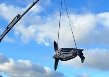 Turtle death near Mala