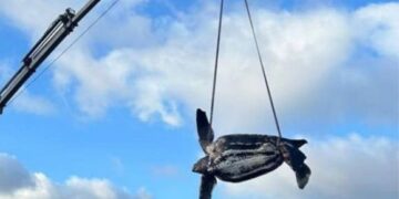 Turtle death near Mala