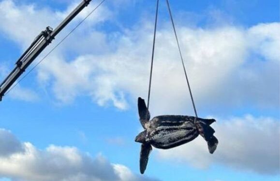 Turtle death near Mala
