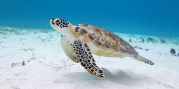 Turtle recall