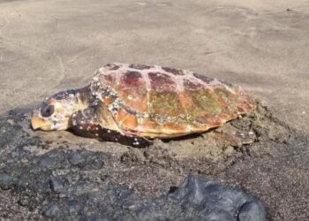 Injured turtle rescued in Puerto del Carmen