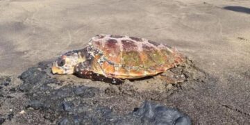 Injured turtle rescued in Puerto del Carmen