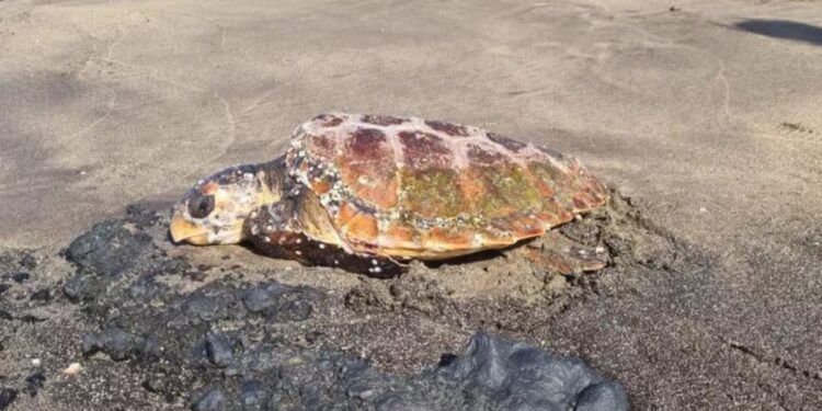 Injured turtle rescued in Puerto del Carmen
