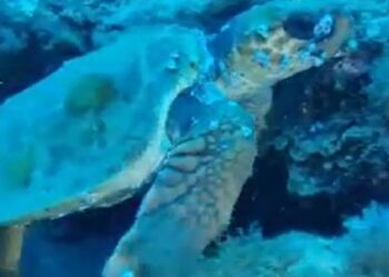 Divers capture turtle video in Costa Teguise