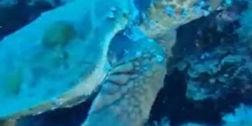 Divers capture turtle video in Costa Teguise