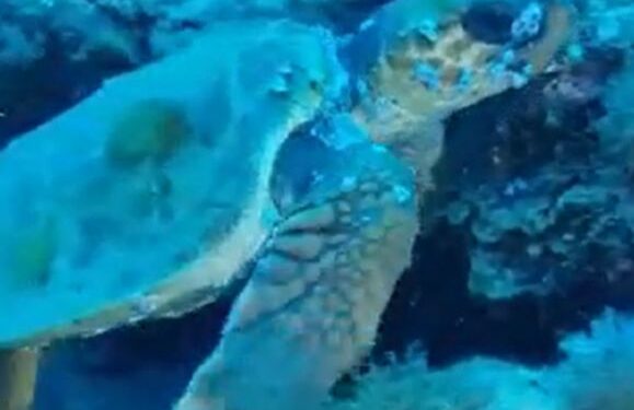 Divers capture turtle video in Costa Teguise