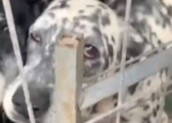 Two dogs rescued from terrible situation in Arrecife