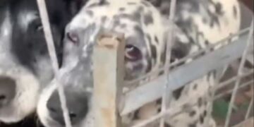 Two dogs rescued from terrible situation in Arrecife