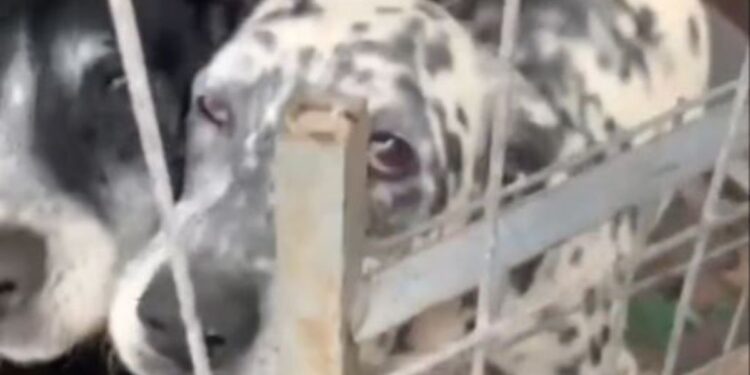 Two dogs rescued from terrible situation in Arrecife
