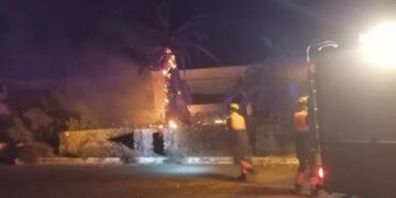 Two palm trees burned in Arrecife