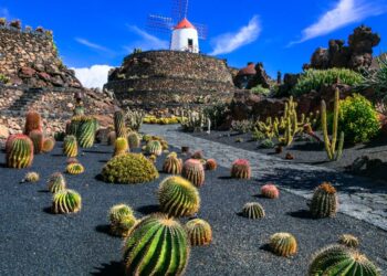 Visiting the Jardín de Cactus