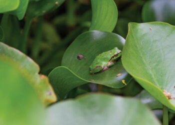 Visiting the Haría garden