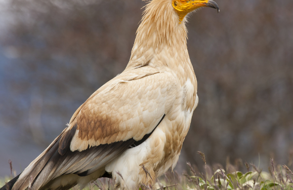 Vultures on Timanfaya