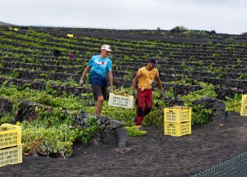 Lanzarote’s wine harvest produced quantity and quality