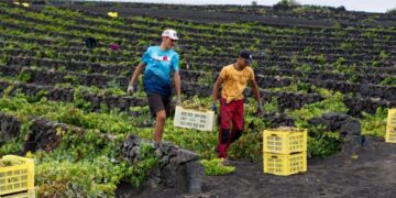 Lanzarote’s wine harvest produced quantity and quality