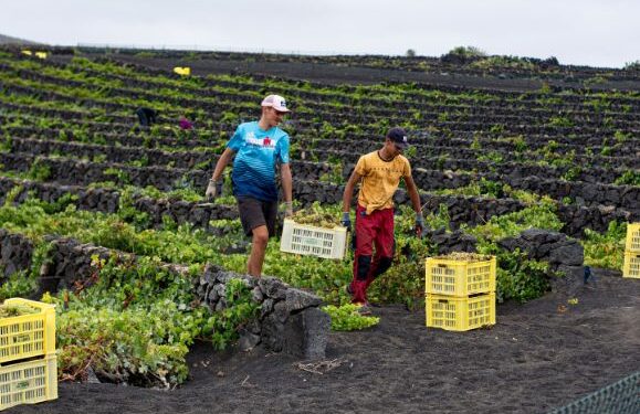 Lanzarote’s wine harvest produced quantity and quality