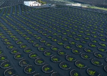 Wine harvest to reach 2 million kilos