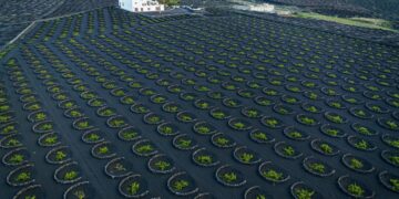 Wine harvest to reach 2 million kilos
