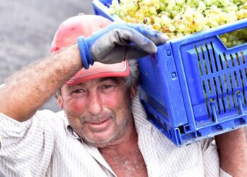Lanzarote’s wine harvest begins