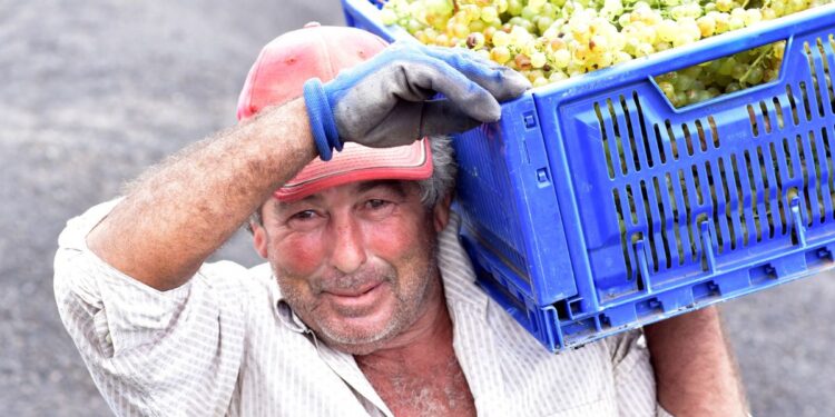 Lanzarote’s wine harvest begins