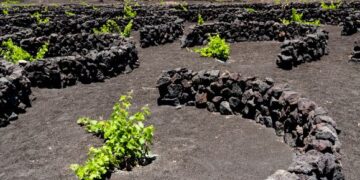 Winery employee arrested