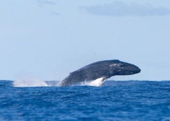 Wondrous whale spotted to the north of Lanzarote
