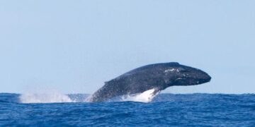 Wondrous whale spotted to the north of Lanzarote