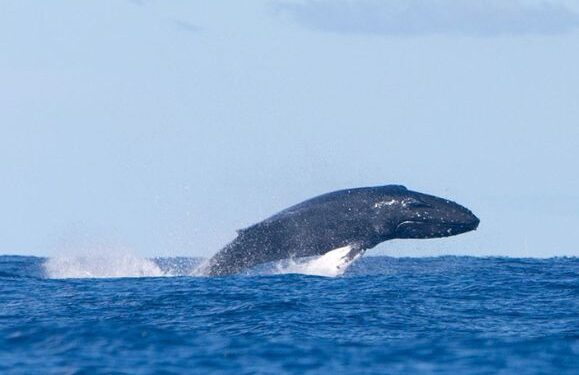 Wondrous whale spotted to the north of Lanzarote