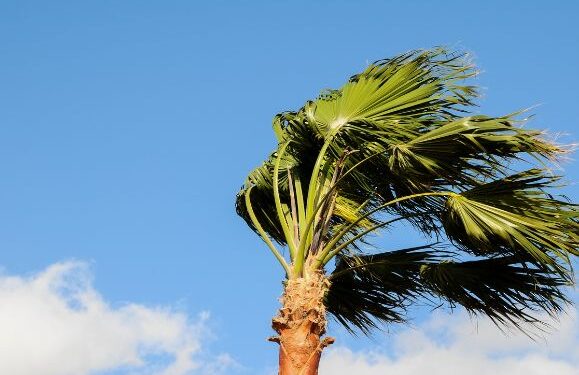 Yellow wind alerts issued